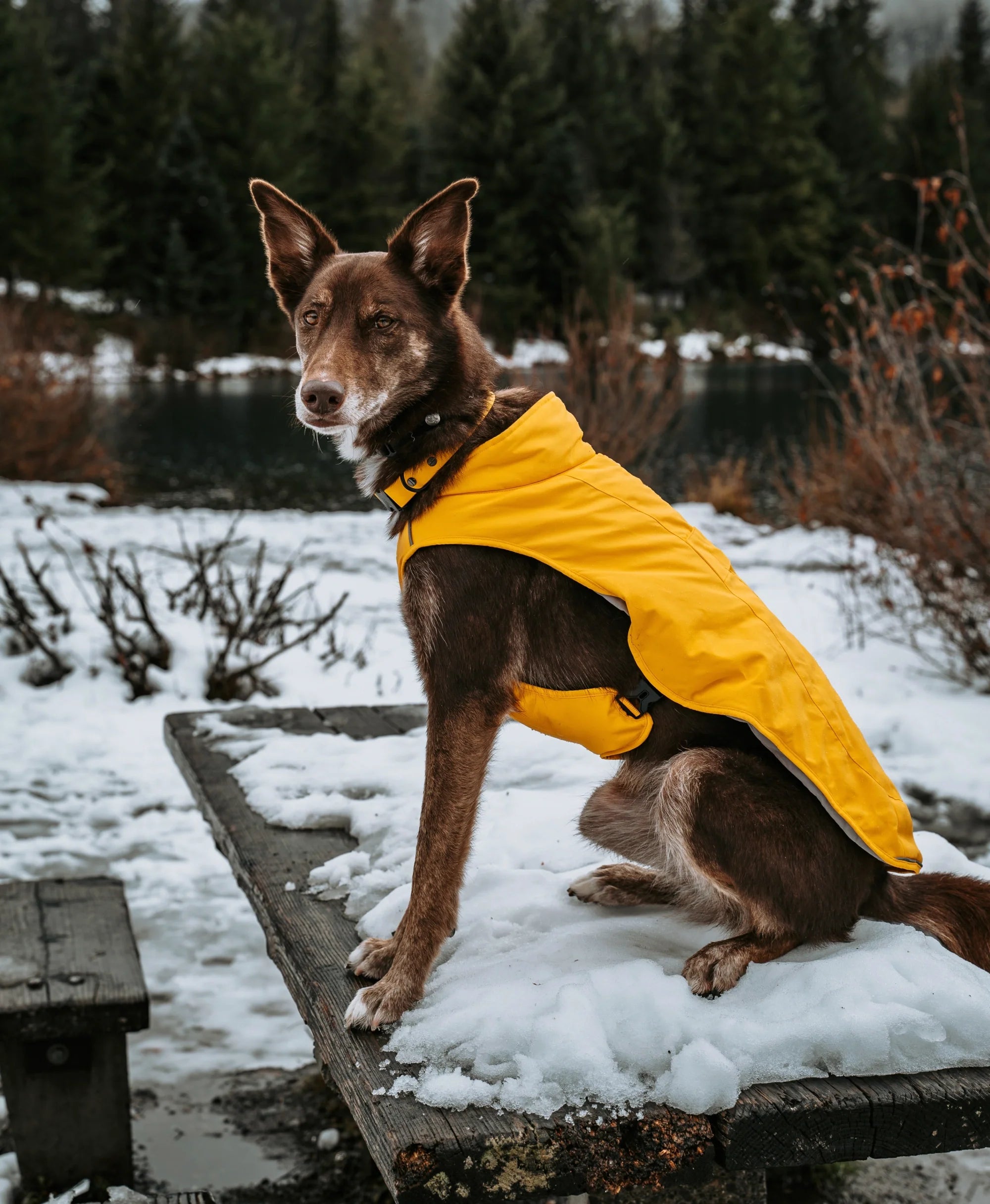 ORORO Heated (Open-box) Koldpwoof Heated Dog Vest (Battery Set Not Included) - Image 5